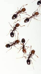 Because of this, they stay beneath the ground and travel to the surface for food. Alford Home Solutions Home Facebook