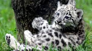 Check spelling or type a new query. White Tiger Wallpaper Hd Wallpaper 1080p