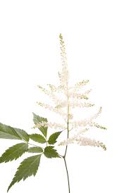 This feathered bloom adds a soft. White Astilbe Astilbe Types Of Flowers Flower Muse Astilbe Flower Astilbe Types Of Flowers