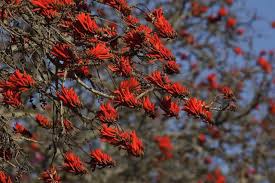 Image result for Erythrina lysistemon
