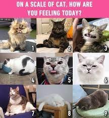 How Are You Feeling Today Barnaby Persian Grumpy Kitzia Pachuching1118 Scruffles Fatcat Nala Cat Amy Simba Soonm Cats Cat Adoption Cat Day