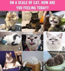 How are you feeling today. How Are You Feeling Today Barnaby Persian Grumpy Kitzia Pachuching1118 Scruffles Fatcat Nala Cat Amy Simba So Cat Adoption Cats Foster Cat