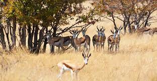 Afrika Pflanzen Tiere Und Landschaften Iwanowskis Afrika Blog
