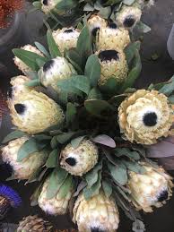 Pin On Protea