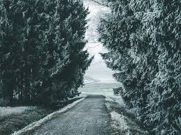 Compatible with all ps versions and creative cloud. Forest Winter Snow Trees Road Snowy Background Toppng