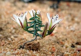 Image result for Eriospermum flexuosum