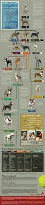 Dog Chart Pitbull Terrier Bully Dog Dog Breeds