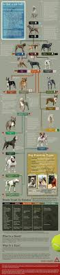 dog chart dogs pitbull terrier bully dog