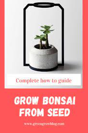 Bonsai 101 How To Grow Bonsai Bonsai Tree Types Bonsai