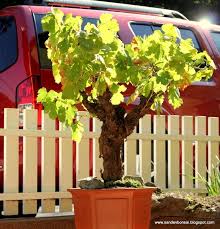 Bonsai Grape Vine Vides Contenedores