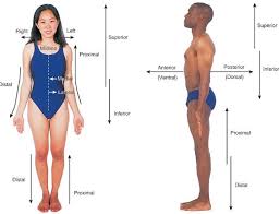 Flashcards Ch 5 Body Structure Anterior Ventral Vs Posterior Dorsal Lateral Vs Medial Studyblue Medical Terminology Medical Medical Knowledge