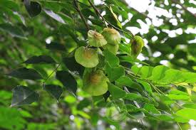 Image result for Pterocarpus indicus