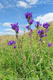 Image result for campanula glomerata