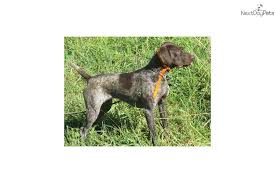 Find great deals on ebay for german shorthaired pointer puppy. Akc German Shorthaired Pointer Puppy For Sale Near Vermont C9a7faf8 52a1