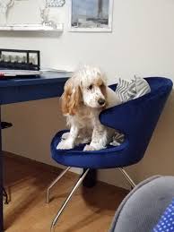 Luca Mihaela Adli Kullanicinin Cocker Spaniel Lena Panosundaki Pin