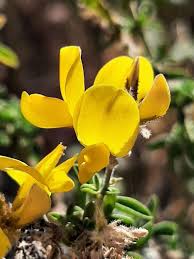 Image result for Adenocarpus