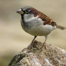 That's in stark contrast to what's encouraged in other countries, so what for the millions of people who provide food for wild birds in their gardens, this became a time for action. House Sparrows Flocking Back To British Gardens Survey Shows Birds The Guardian