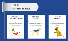 A service dog, on the other hand, is a dog that has been trained to perform special tasks for individuals who have disabilities. Difference Between Emotional Support Ptsd Therapy And Service Dogs Fast Esa Letter