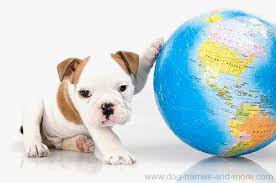 3 female english bulldog names. Foreign Dog Names Unique Names For Male Or Female
