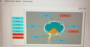 Bioflix Activity Mitosis The Cell Cycle Solved Bioflix Activity Mitosis The Cell Cycle Reset H Chegg Com