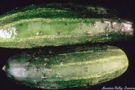 Image result for Cucumis sativus