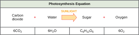 Oxygen is produced as a waste product of photosynthesis. An Overview Of Photosynthesis Biology For Majors I