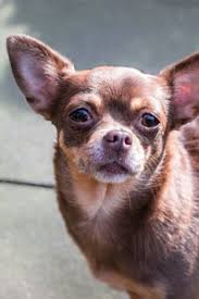 Animals Mammals Wildlife Horse Birds Dogs Chihuahua Chihuahualonghair Chihuahua Dog Pictures Cute Chihuahua Chihuahua Love