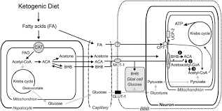 By subscribing you agree to the terms of use and privacy policy. Ketogenic Diets Mitochondria And Neurological Diseases Journal Of Lipid Research