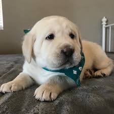 Baby Tunzhttps I Redd It Uor5q8ylc8b51 Jpg Lab Puppies Labrador Puppies