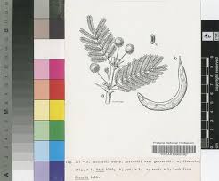 Image result for Acacia welwitschii