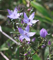 Image result for Swertia welwitschii