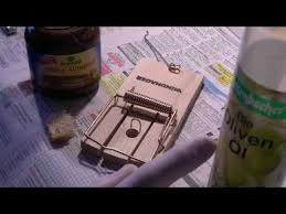 Rattenfalle Test Bzw Vergleich 2021 Auf Gartentipps Com