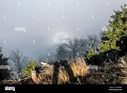 Vidmo - Glory - is a rare optical phenomenon caused by light of the sun  interacting with the tiny droplets that make up mist or clouds. Natural  scene Stock Photo - Alamy