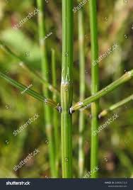 Image result for Equisetum ramosissimum