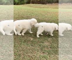 Great pyrenees puppies $400 (fay > saint pauls) pic hide this posting restore restore this posting. Puppyfinder Com Great Pyrenees Puppies Puppies For Sale Near Me In South Carolina Usa Page 1 Displays 10