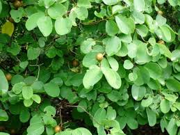 Image result for Cleistanthus