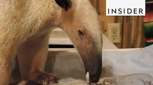 Aardvark