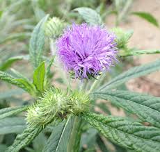 Image result for Vernonia galpinii