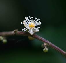 Image result for Argomuellera