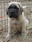 English Mastiff Puppies for Sale | Lancaster Puppies
