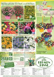 1 Oleander Busch In Verschiedenen Farben Im 18 Cm Topf Ca 60 Cm Hoch Nur 9 99 Ohne Ubertopf Pdf Kostenfreier Download ✓ jetzt nächstes geschäft von blumen risse in lünen und umgebung (17).