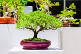 In pratica si presenta come una pianta che spunta da una sfera . Bonsai Come Si Cura D Estate Cose Di Casa