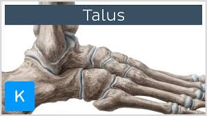 The distal row is the bones of the foot which articulate with the metatarsals. Talus Bone Anatomy And Innervation Human Anatomy Kenhub Youtube