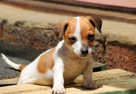 The jug is not a purebred dog. Jack Chi Jack Russell Chihuahua Mix A Small And Active Dog Animalso