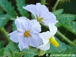 Image result for Solanum sisymbriifolium