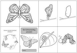 Syra feiser interviewt herr dr. 34 Schmetterlingswerkstatt Ideen Raupe Schmetterling Schmetterling Projekt Schmetterling