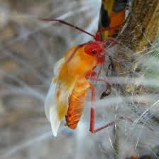 Large Milkweed Bug Nymph Oncopeltus Fasciatus Bugguide Net
