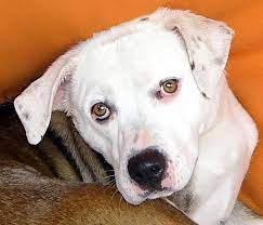 Meet Penny A Petfinder Adoptable Akita Dog Renfrew Pa Petfinder Com Is The World S Largest Database Of Adoptable Pets A Dog Adoption Pets Animal Activism