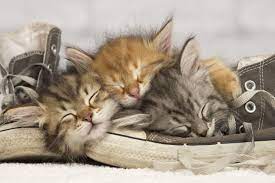 Kitten Dream Meaning 6 Types Of Kitten Dreams Spiritual Unite