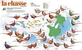 Son nom vient du mot dachs , blaireau en allemand, par l'intermédiaire de dachselhund chien à blaireau. Faisan Ce Gibier Tres Chasse Mais Si Peu Connu Le Chasseur Francais